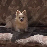 پامر و اشپیتز