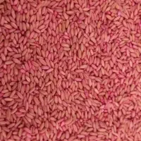 گندم بذری|گل و گیاه طبیعی|قروه, |دیوار