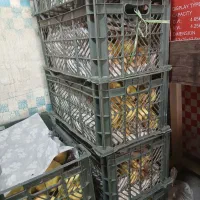 به درجه یک بومی اصفهان