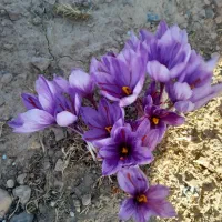 سرگل زعفران