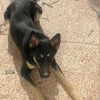 سگ ژرمن|سگ|بافت, |دیوار