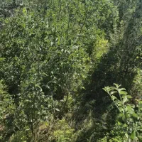 فروش انواع نهال زینتی و میوه دار و صنوبر و کبوده|خدمات باغبانی و درختکاری|اهواز, آسیاباد|دیوار