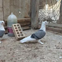 فروش یه جفت دوکت سبز|پرنده|بندر گناوه, |دیوار