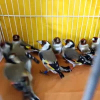 سهره چهار گل