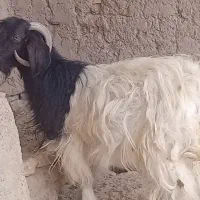 بز  ....بزغاله|حیوانات مزرعه|زابل, |دیوار