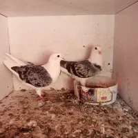 کفتر طوقی پشتار|پرنده|تهران, مرادآباد|دیوار