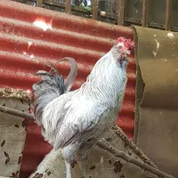 خروس گلین طوسی