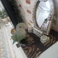 طوطی کوتوله برزیلی نر فول دستی|پرنده|شهرکرد, |دیوار