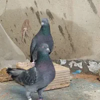 کبوتر کاشونی فوق پرشی ساعتی ذات دار