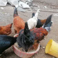 خروس بالغ 10 ماهه