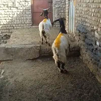 بز آبستن|حیوانات مزرعه|کوهسرخ, |دیوار