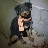 توله لاس دوبر من اصلی