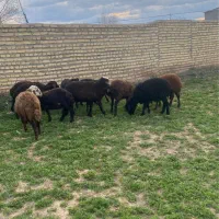 بره نر داشتی