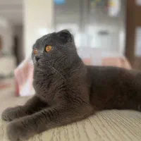 گربه ی اسکاتیش فولد پسر دارای شناسنامه|گربه|سبزوار, پاسداران|دیوار