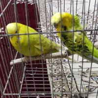 جفت مرغ عشق پروانه ای و انگلیسی|پرنده|بجنورد, |دیوار