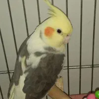 عروس هلندی نر و ماده همراه با تخم|پرنده|بوکان, |دیوار