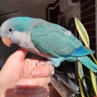 یک عدد  راهب نر بالغ