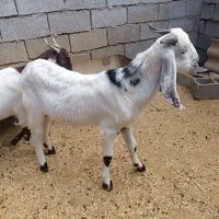 پازن پاکستانی|حیوانات مزرعه|بهبهان, |دیوار