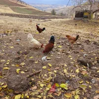 خروس کردی محلی|حیوانات مزرعه|جوانرود, |دیوار