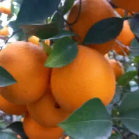 فروش نقدی ویکجا ۱۰تن تامسون روی درخت|عمده‌فروشی|ساری, |دیوار