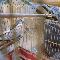 مرغ عشق هلندی