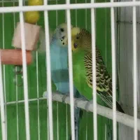 عروس هلندی کوتوله مرغ عشق|پرنده|مشهد, امیریه|دیوار