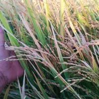 زمین کشاورزی