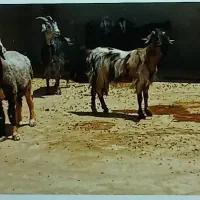 رهن-واجاره-یک-واحددامداری