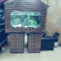 آکواریوم|ماهی|پاکدشت, پاکدشت (مامازند)|دیوار