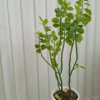 گل ها|گل و گیاه طبیعی|سبزوار, طبرسی (جعفرآباد)|دیوار