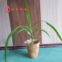 گل طبیعی کاکتوس پتوس دیفن|گل و گیاه طبیعی|خمینی‌شهر, |دیوار