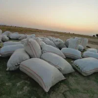 یونجه خرمن