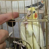 طوطی عروس هلندی