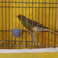 قناری نر شل و قرص خون درجه یک