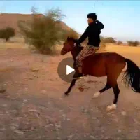 اسب نژاد دار|اسب و تجهیزات اسب‌سواری|باشت, |دیوار