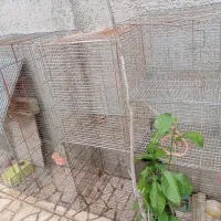 قفس|لوازم جانبی حیوانات|کرج, کلاک پایین|دیوار