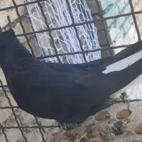 کبوتر اشعل  به شرط نطفه|پرنده|کارون, |دیوار