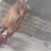 کهره ترکی مودار ذات ملکه|حیوانات مزرعه|جنت, |دیوار