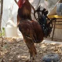 تخم نطفه دار دیلگونی