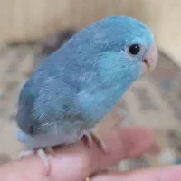 طوطی کوتوله مرغ عشق|پرنده|مشهد, بهمن|دیوار