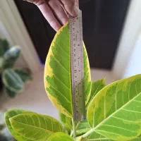 فیکوس ابلق با گلدان سفید|گل و گیاه طبیعی|شاهینشهر, نسیم ۵|دیوار