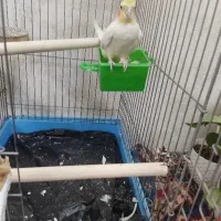 عروس لوتینیو