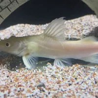 ماهی آکواریوم ردتیل آلبینو و اُسکار آلبینو معاوضه