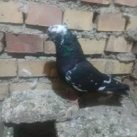 کبوتر کله برنجی
