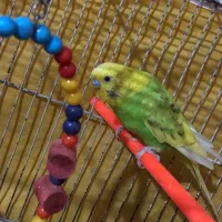 عروس هلندی ،مرغ عشق