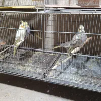 پرنده زینتی|پرنده|بوکان, |دیوار