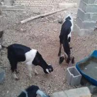 بز دوقلو زا و کهره نرش