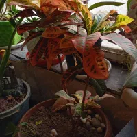 گل آپارتمانی|گل و گیاه طبیعی|مرودشت, ژیان|دیوار