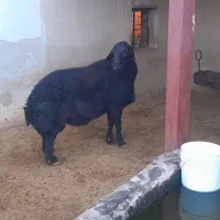 قوچ قره قزل