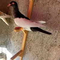 کبوترعطیقه|پرنده|مشهد, هفده شهریور|دیوار